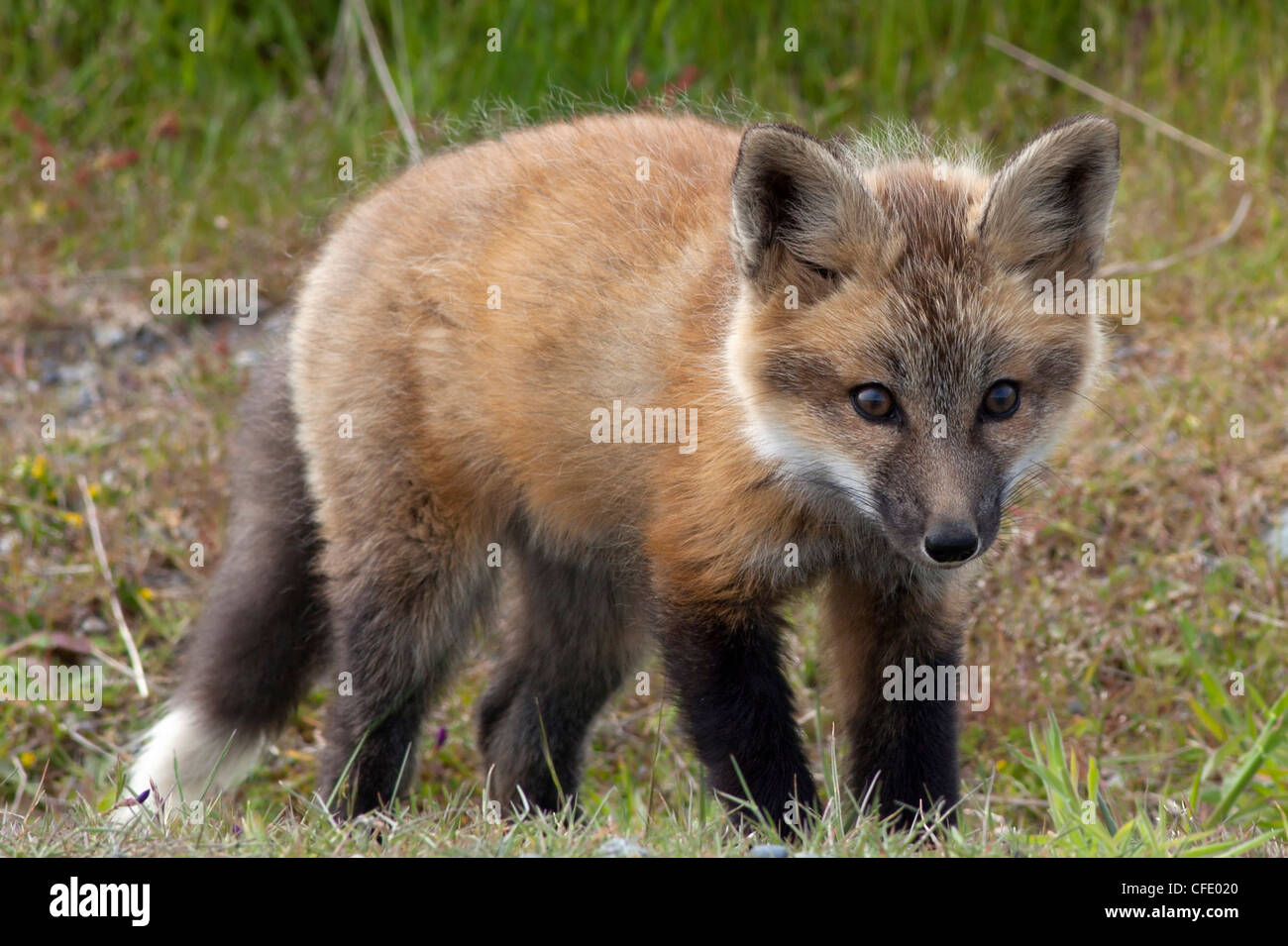 Wild Red Fox Kit Vulpes Vulpes San Juan Island Stockfoto