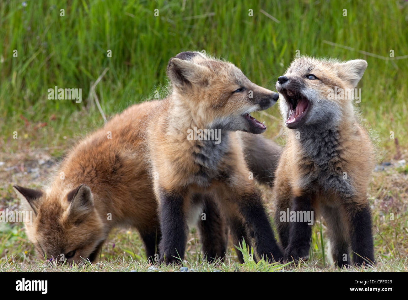 Wild Red Fox Kits Vulpes Vulpes San Juan Island Stockfoto