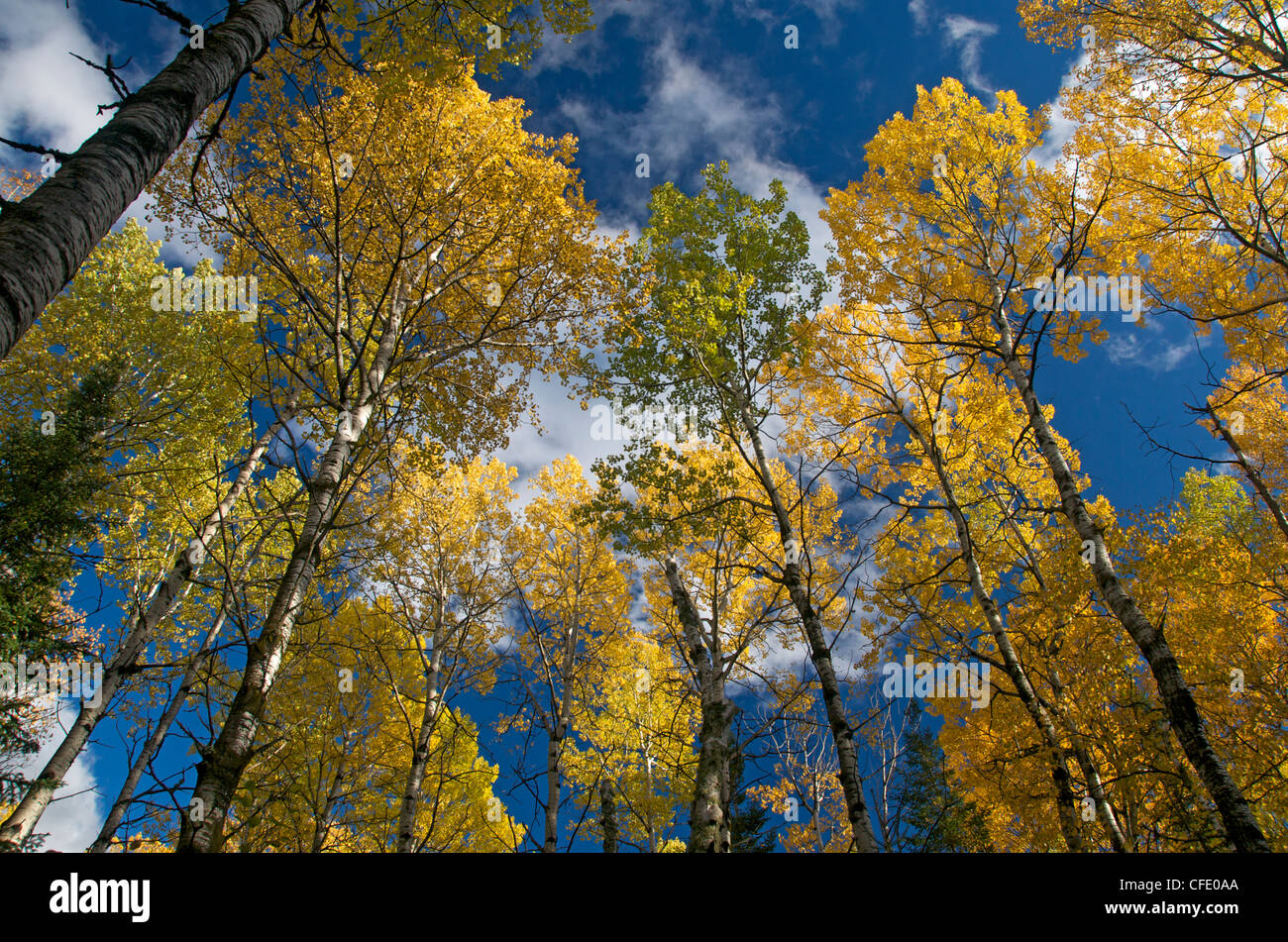 Zitternde Espe Populus Tremuloides Salicaceae Stockfoto