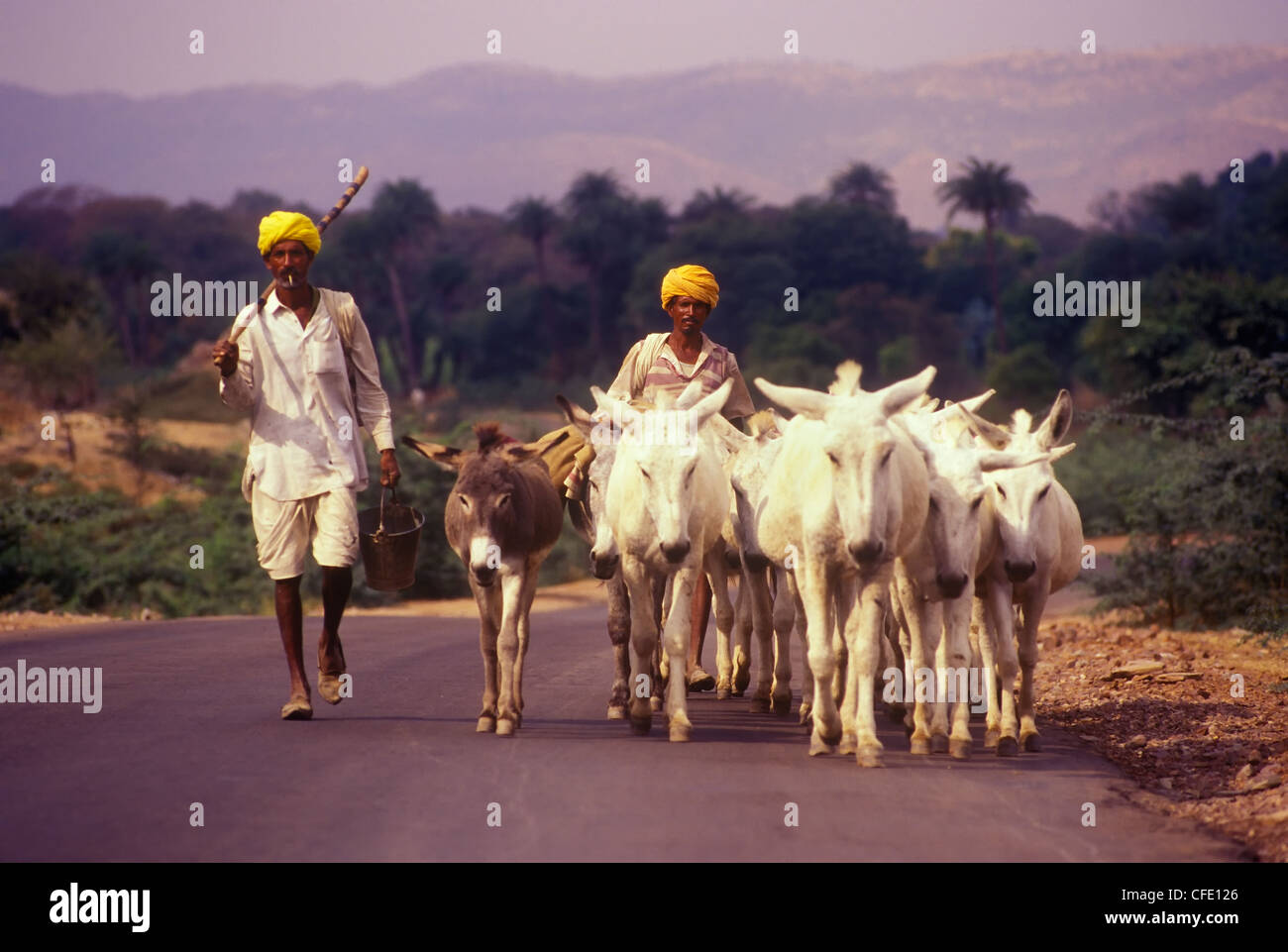 Esel-Hirten im ländlichen Rajasthan, Indien Stockfoto