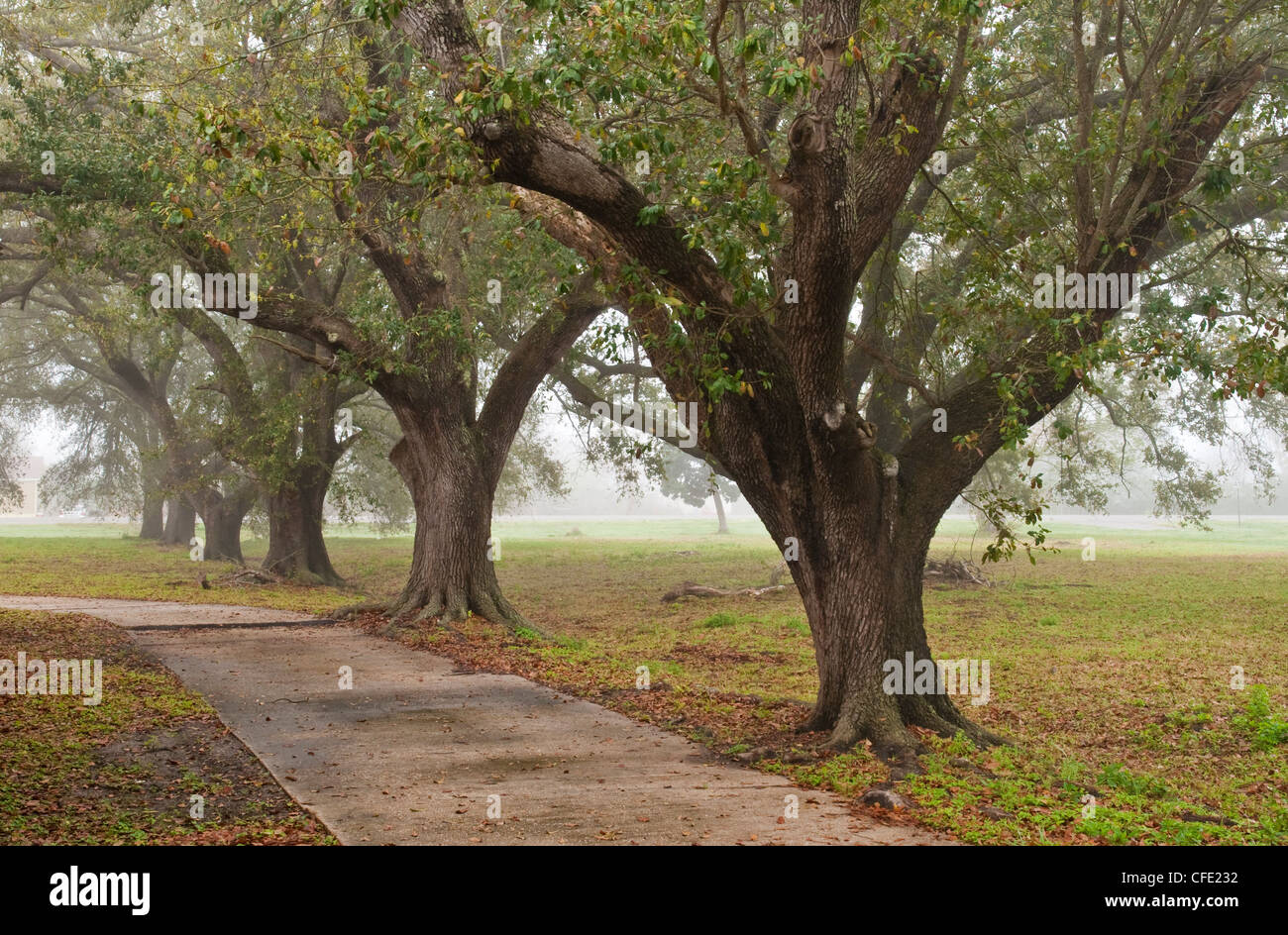 Live Oak Bäume Stockfoto
