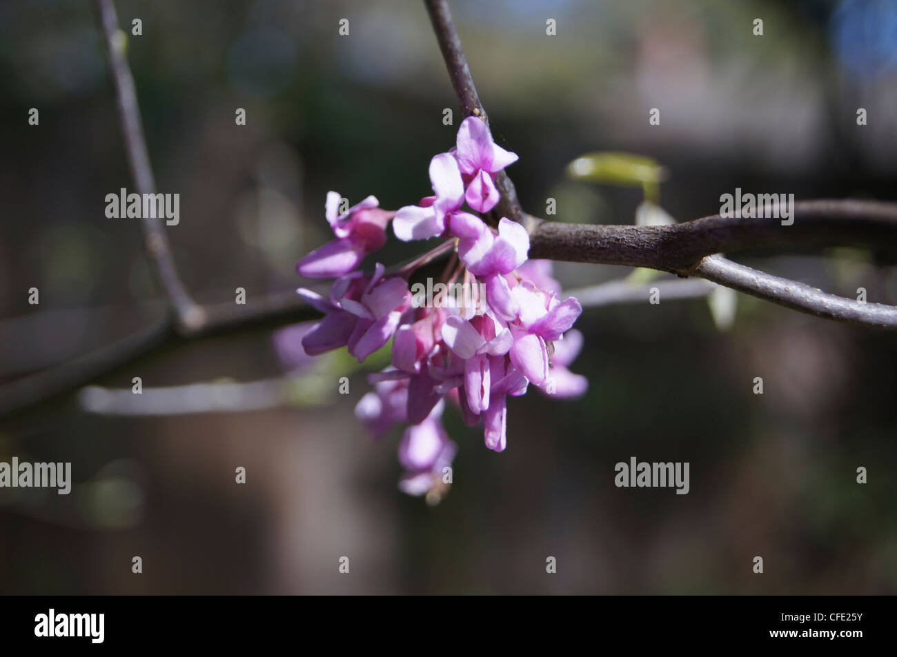 Östlichen Redbud Cercis Canadensis Blühender Zweig Stockfoto