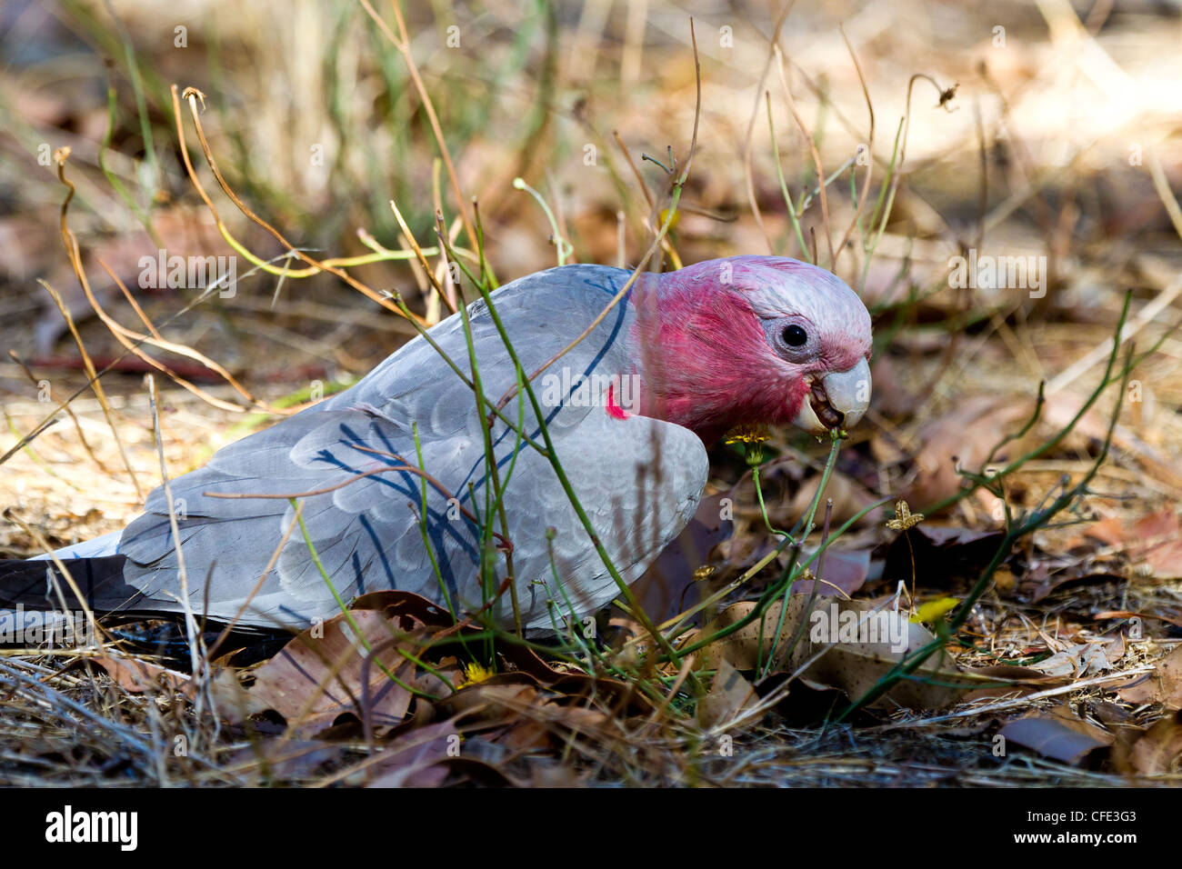 Galah. Eolophus roseicapilla Stockfoto