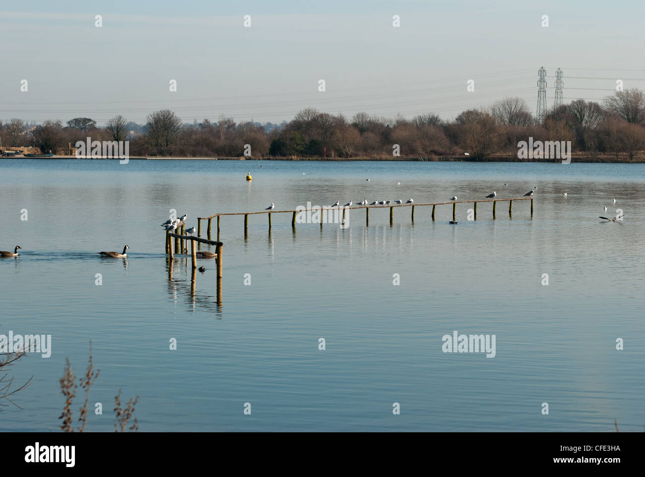 Vögel sitzen auf Holzpfosten in Swan Pool in Sandwell Valley Country Park, West Bromwich Stockfoto