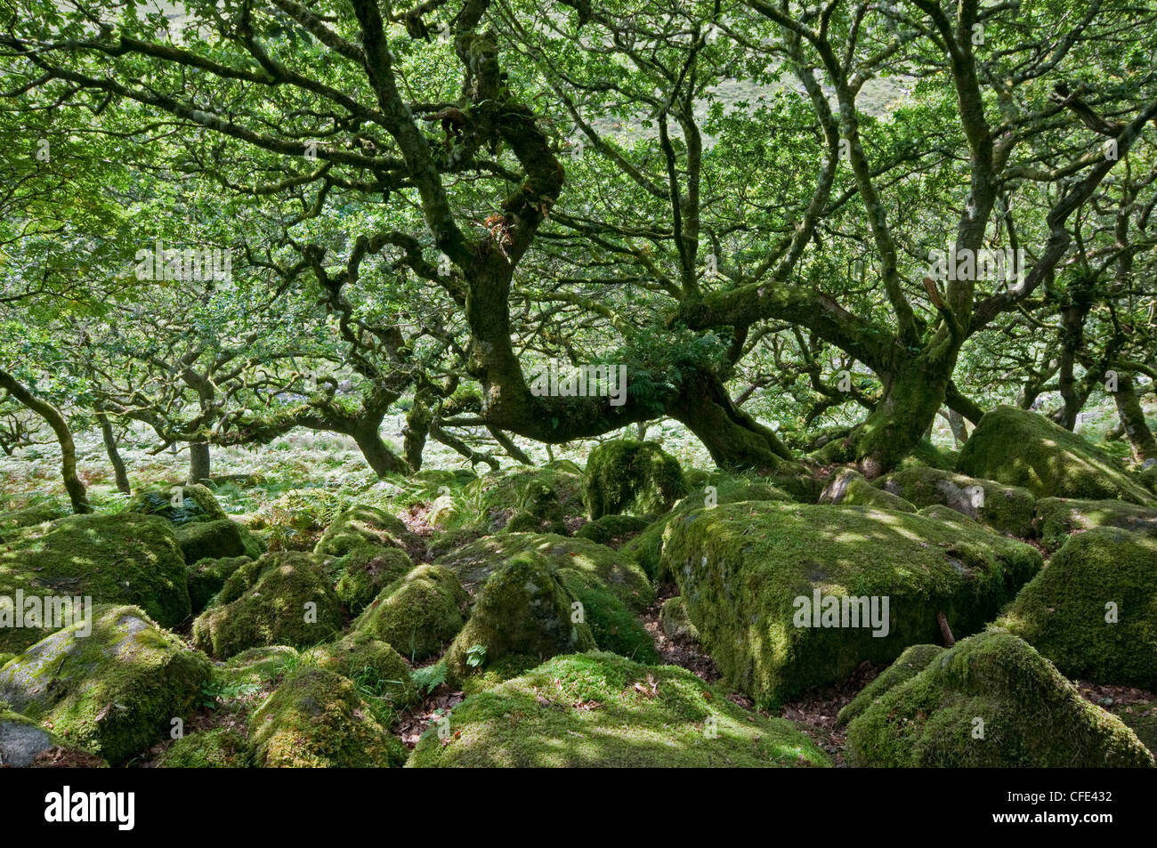 Wistman Holz, Dartmoor, England. Nationale Natur-Reserve Stockfoto