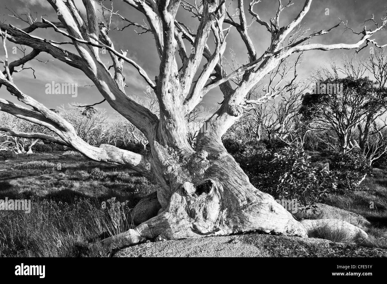 Ein toter Schnee Gum in der Nähe von Wheatley Lücke im Kosciuszko-Nationalpark, New South Wales, Australien Stockfoto