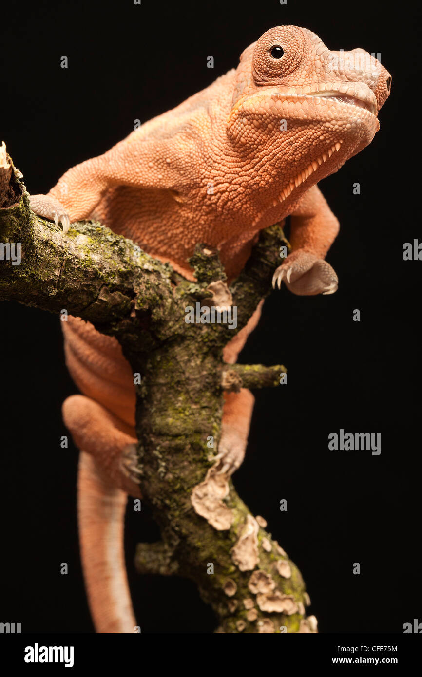 Captive weiblichen Pantherchamäleon (Furcifer Pardalis) mit einem deformierten Kiefer durch Kalziummangel verursacht. Stockfoto