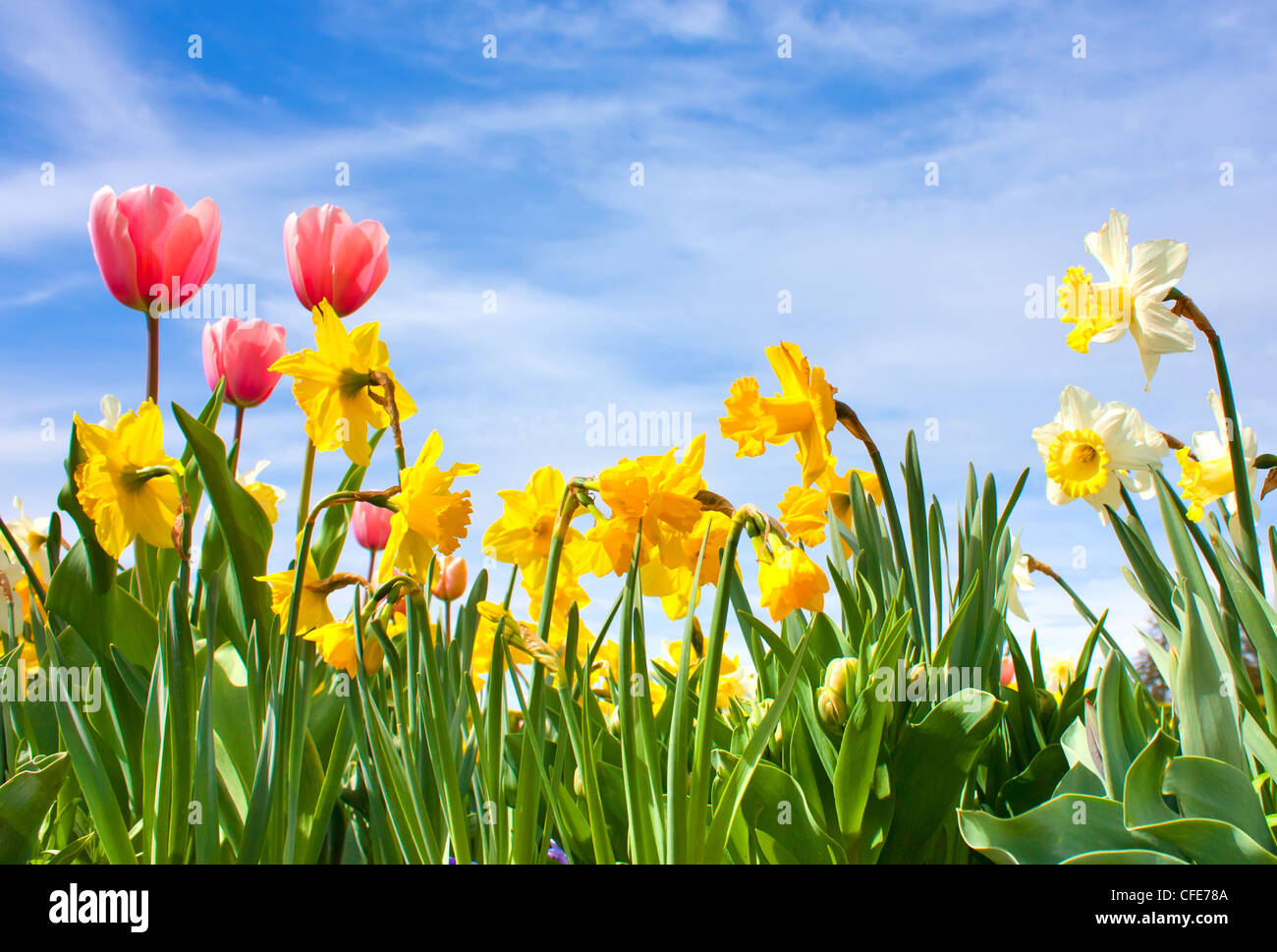 Schöne Blüte des Frühlings, Tulpen, Narciss am blauen Himmel Stockfoto