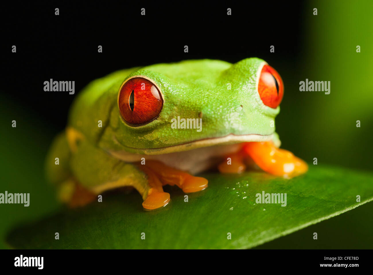 Rotäugigen Baumfrosch. Stockfoto