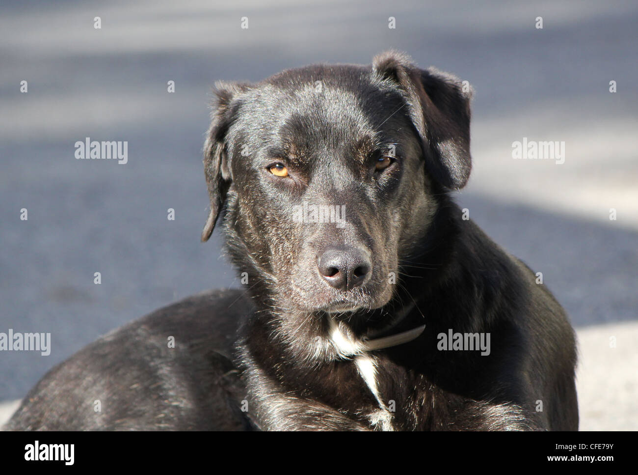 Schwarze Labrador Hundekopf beim Fotografen suchen Stockfoto