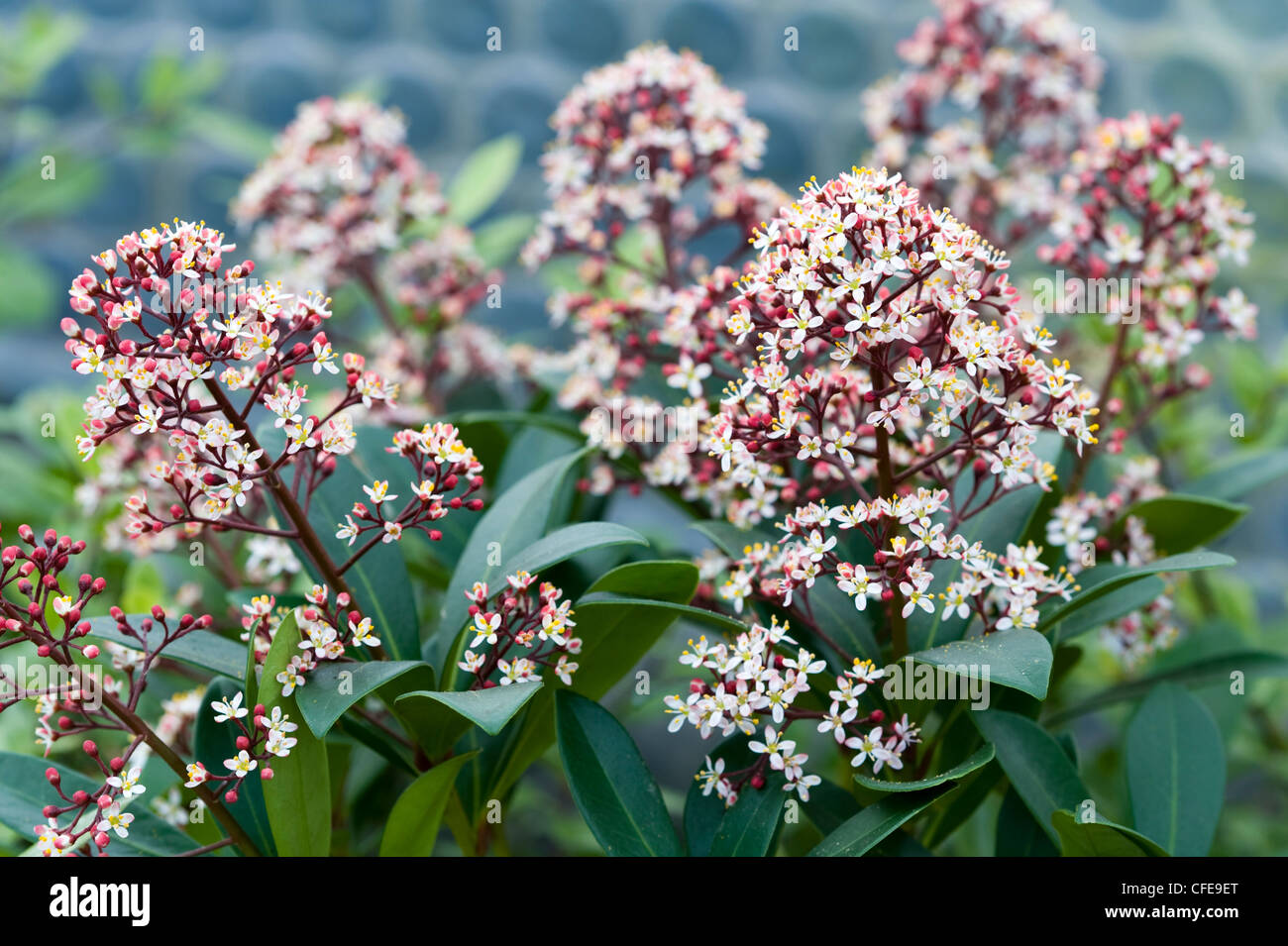 Skimmia Japonica 'Rubella' Stockfoto