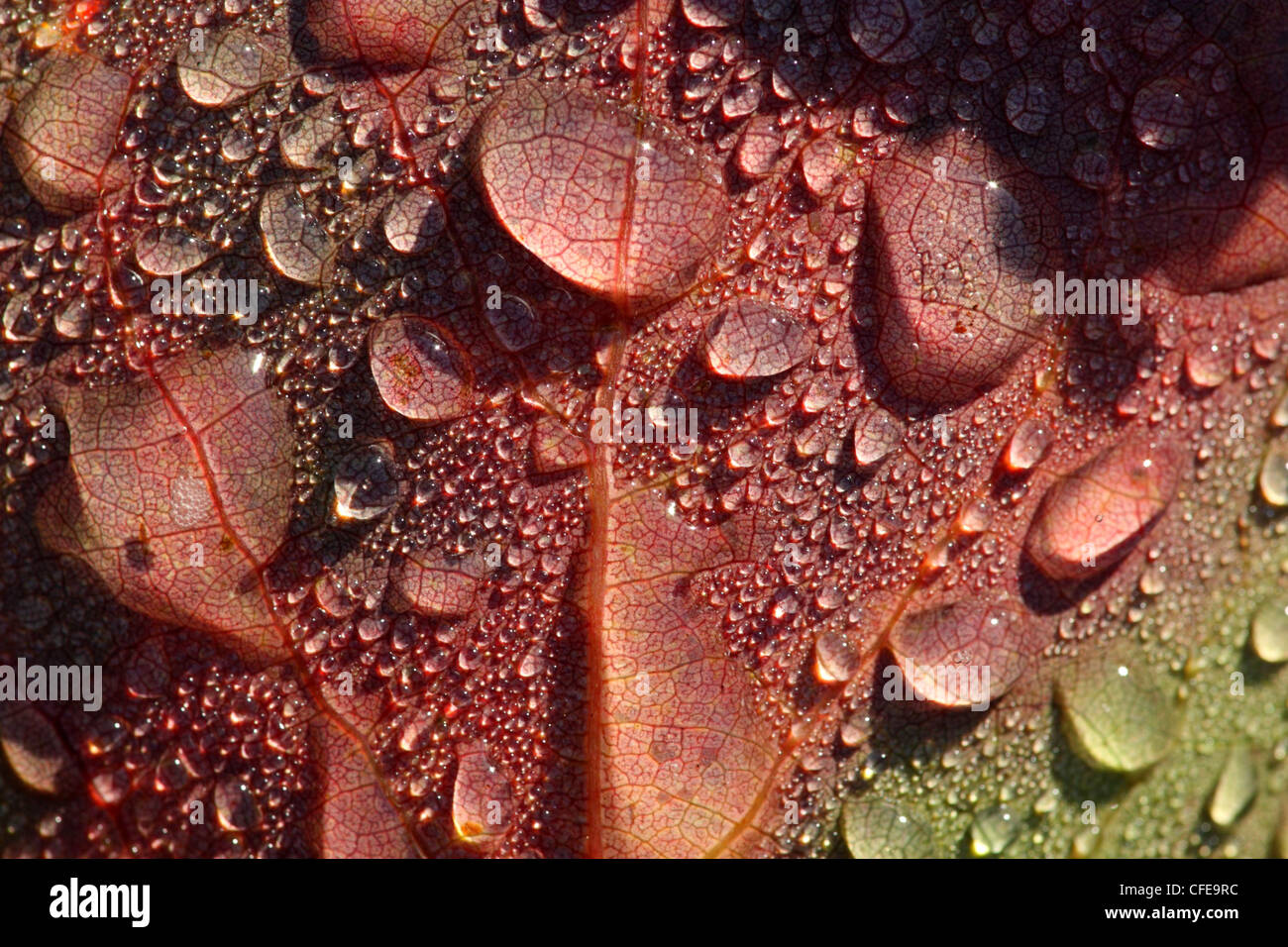 Gefallene Aspen Blatt mit Wassertropfen am frühen Morgen. Europa Stockfoto