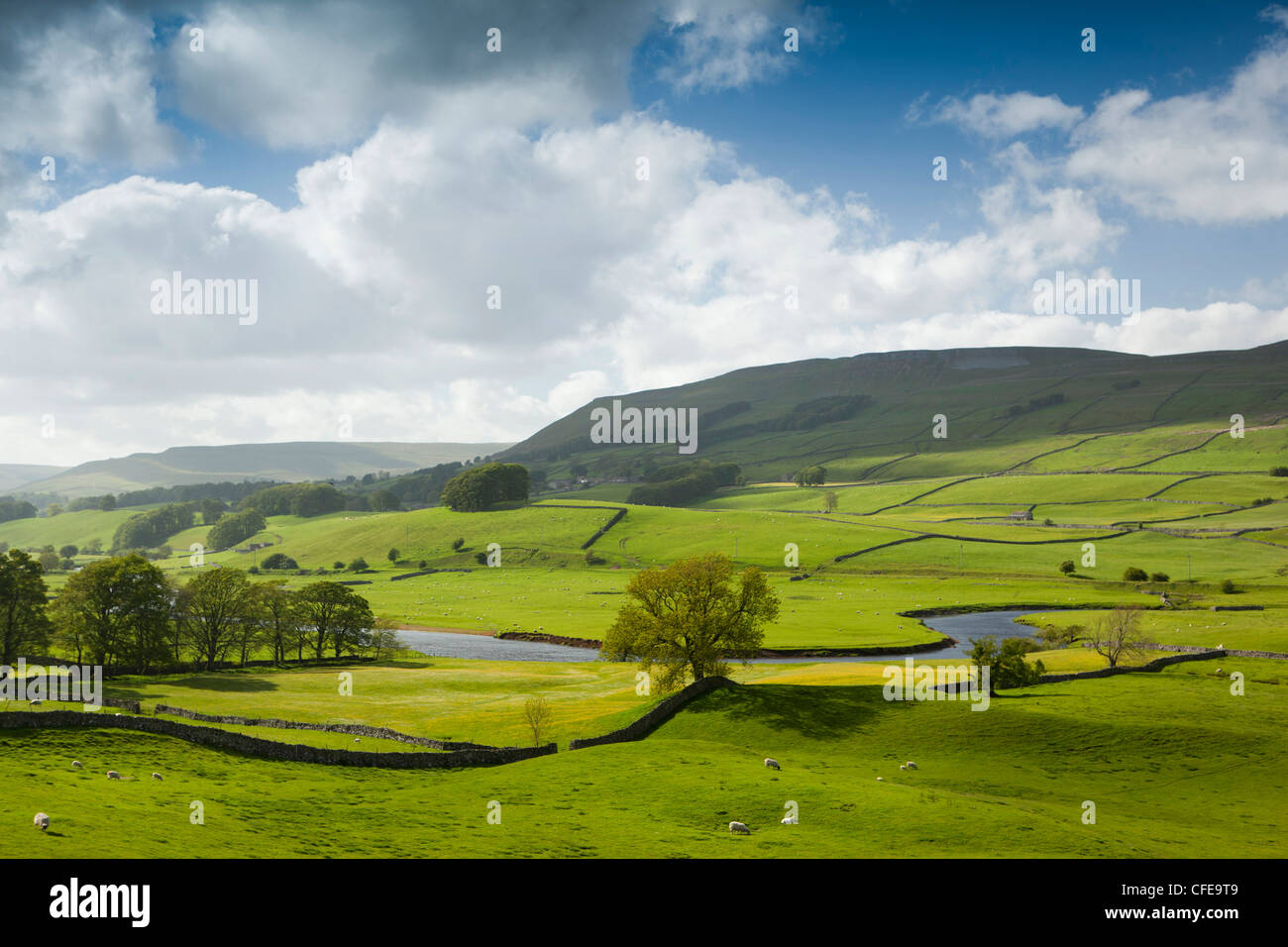 Großbritannien, England, Yorkshire, Wensleydale, Hawes, River Ure fließt durch Weide grasten Fresian Kühe Stockfoto