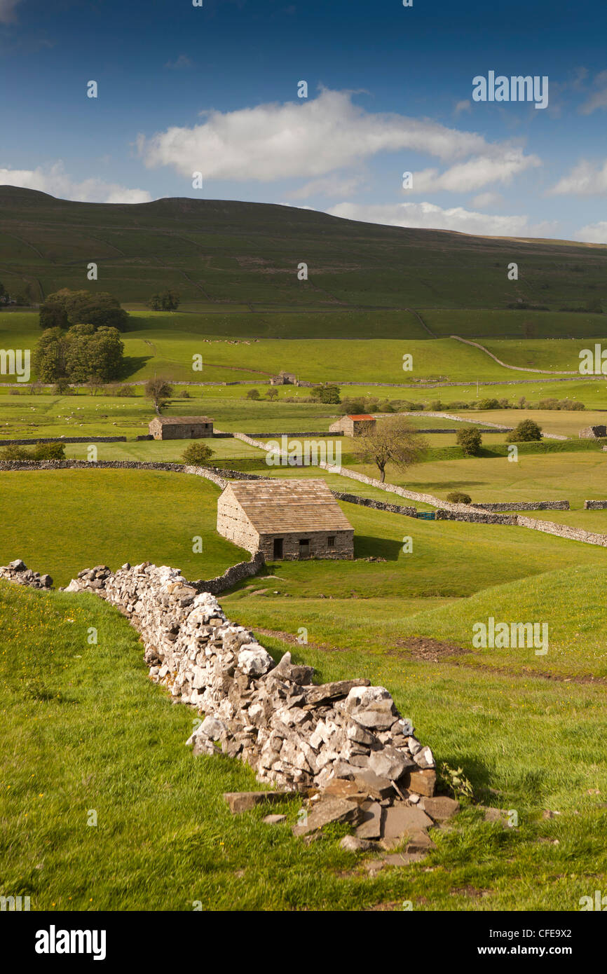 Großbritannien, England, Yorkshire, Wensleydale, Trockenmauern und Steinfeld Scheunen in landwirtschaftliche Nutzflächen Stockfoto