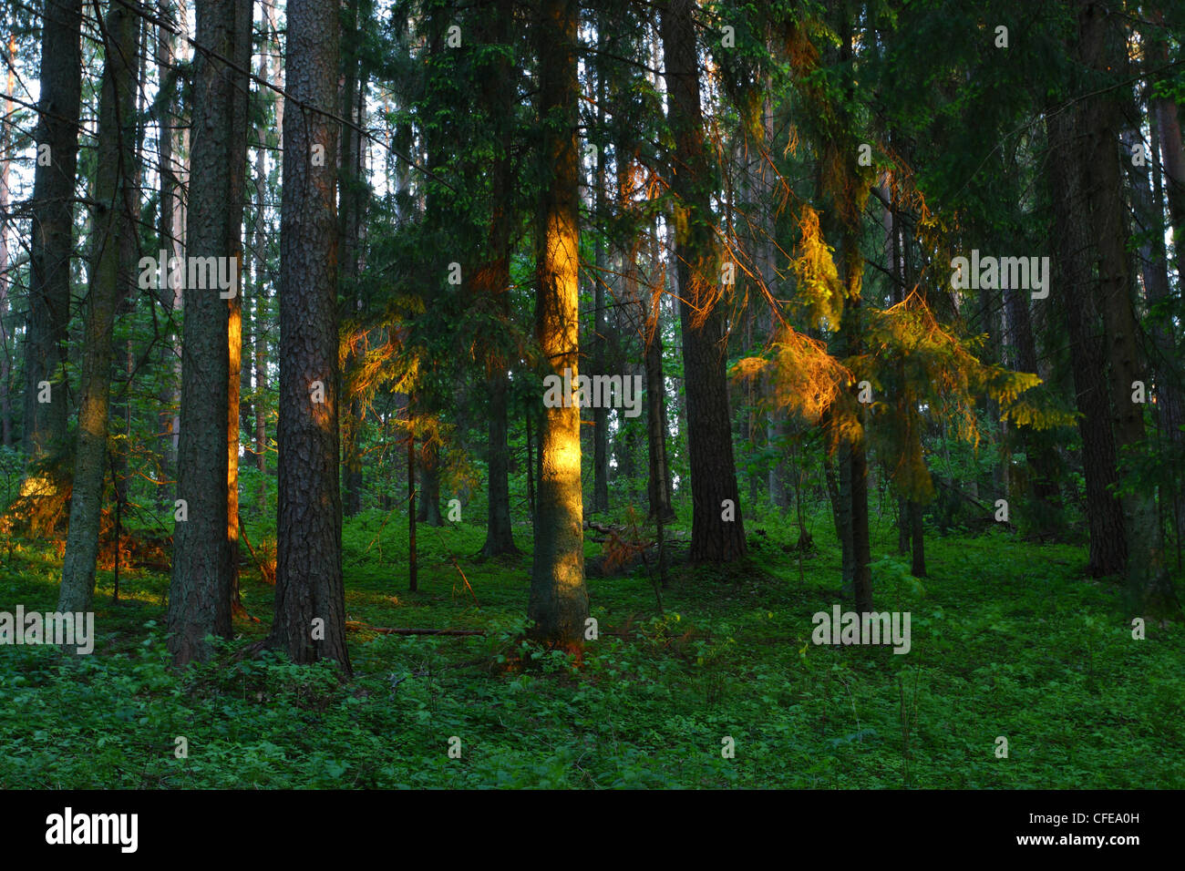 Sonnenuntergang in den borealen Wald. Estland, Europa Stockfoto