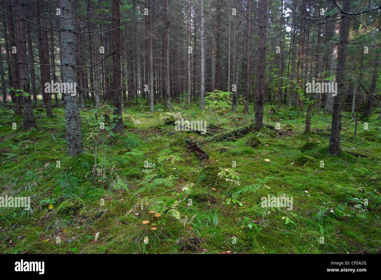 Alten boreal Tannenwald und Pilze. Emajõe-Suursoo, Estland Stockfoto