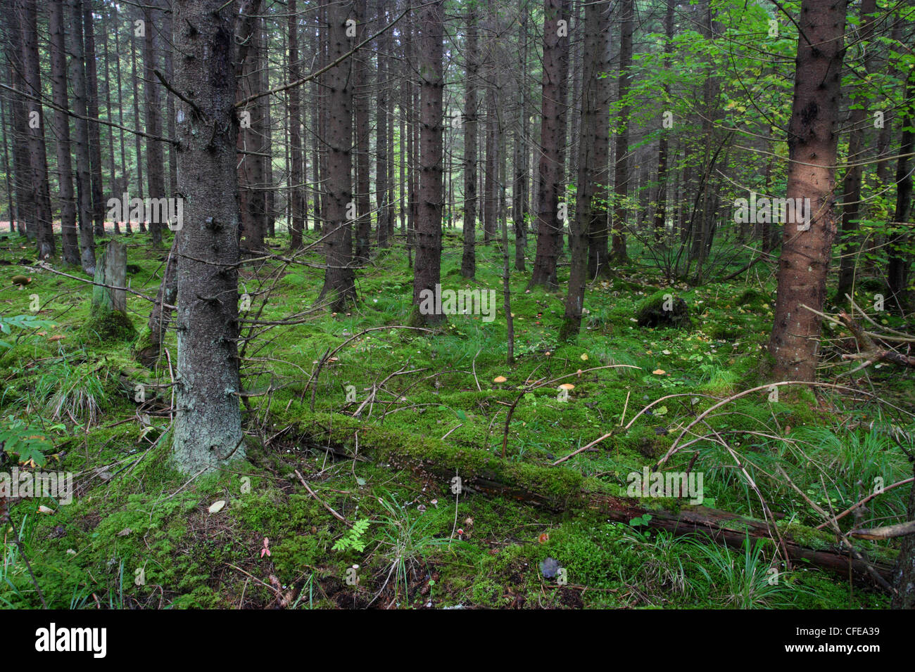 Alten boreal Tannenwald und Pilze. Emajõe-Suursoo, Estland Stockfoto