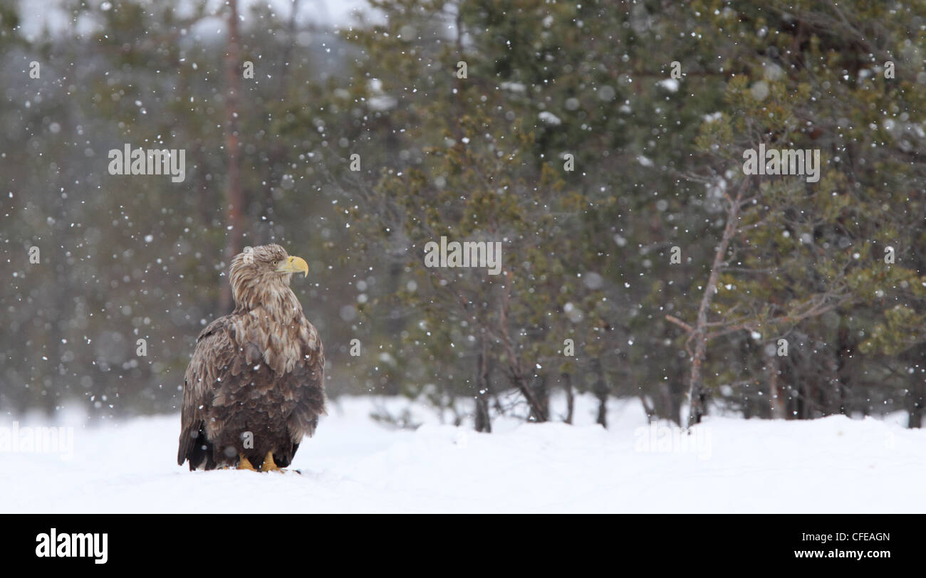 Seeadler im Schneefall Stockfoto