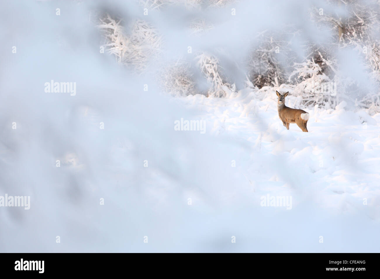 Reh (Capreolus Capreolus) im Winter. Stockfoto