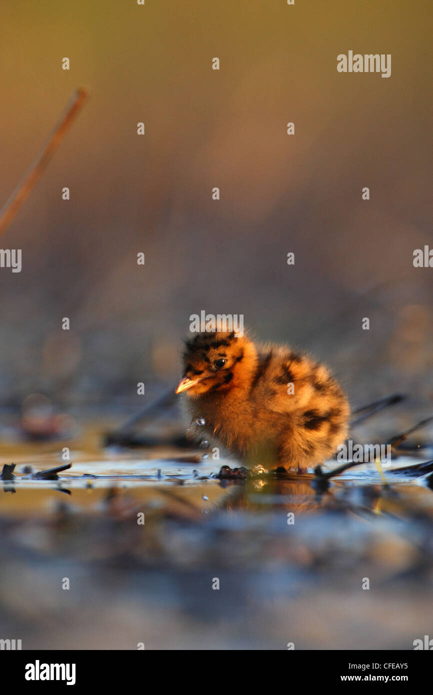 Junge Küken Lachmöwe (Larus Ridibundus). Europa Stockfoto