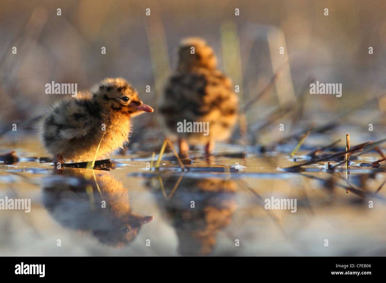 Junge Küken Lachmöwe (Larus Ridibundus). Europa Stockfoto