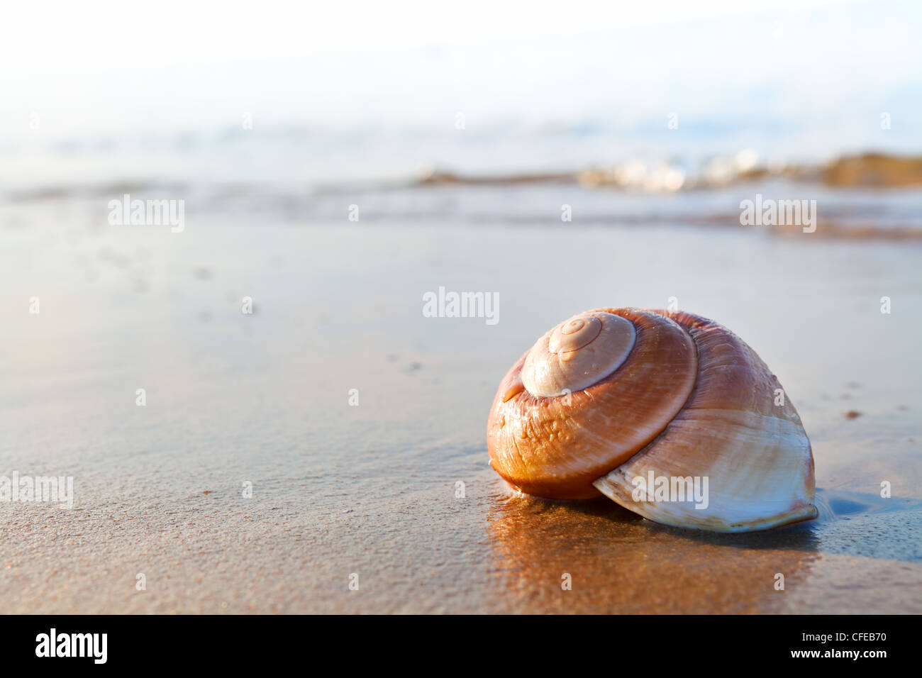 Muschel am Sommerstrand direkt am Meer, Natur-Konzept Stockfoto