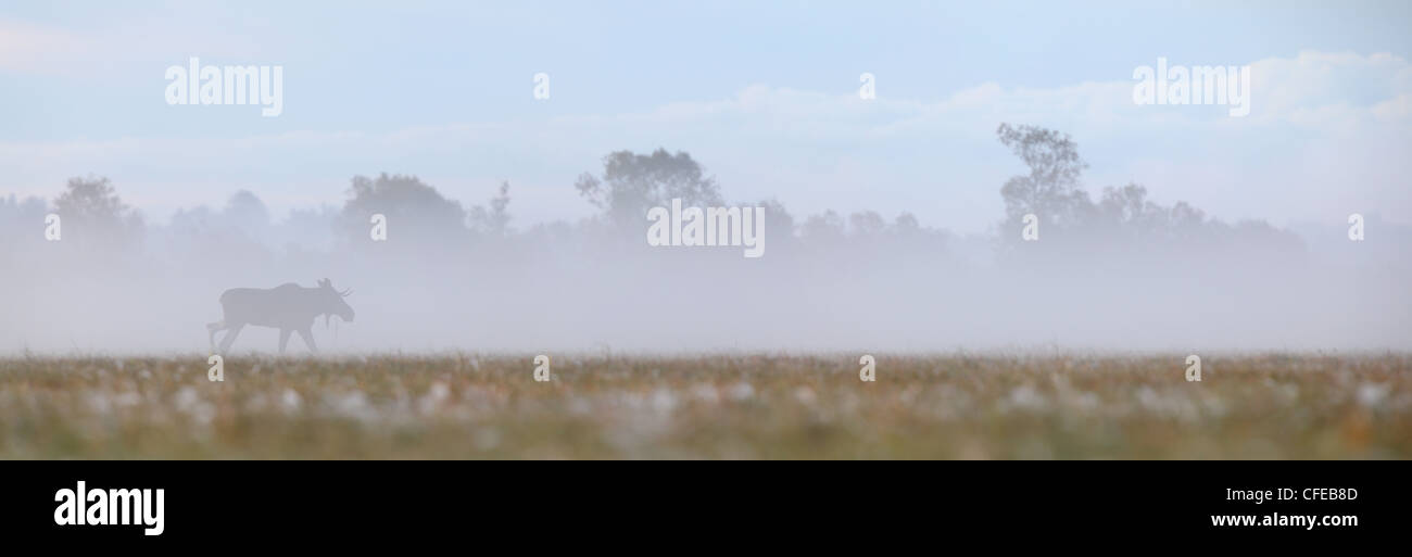Panorama-Foto von Stier Elch (Alces Alces) in den frühen Morgenstunden. Matsalu Natur Reserve, Estland, Europa, Stockfoto