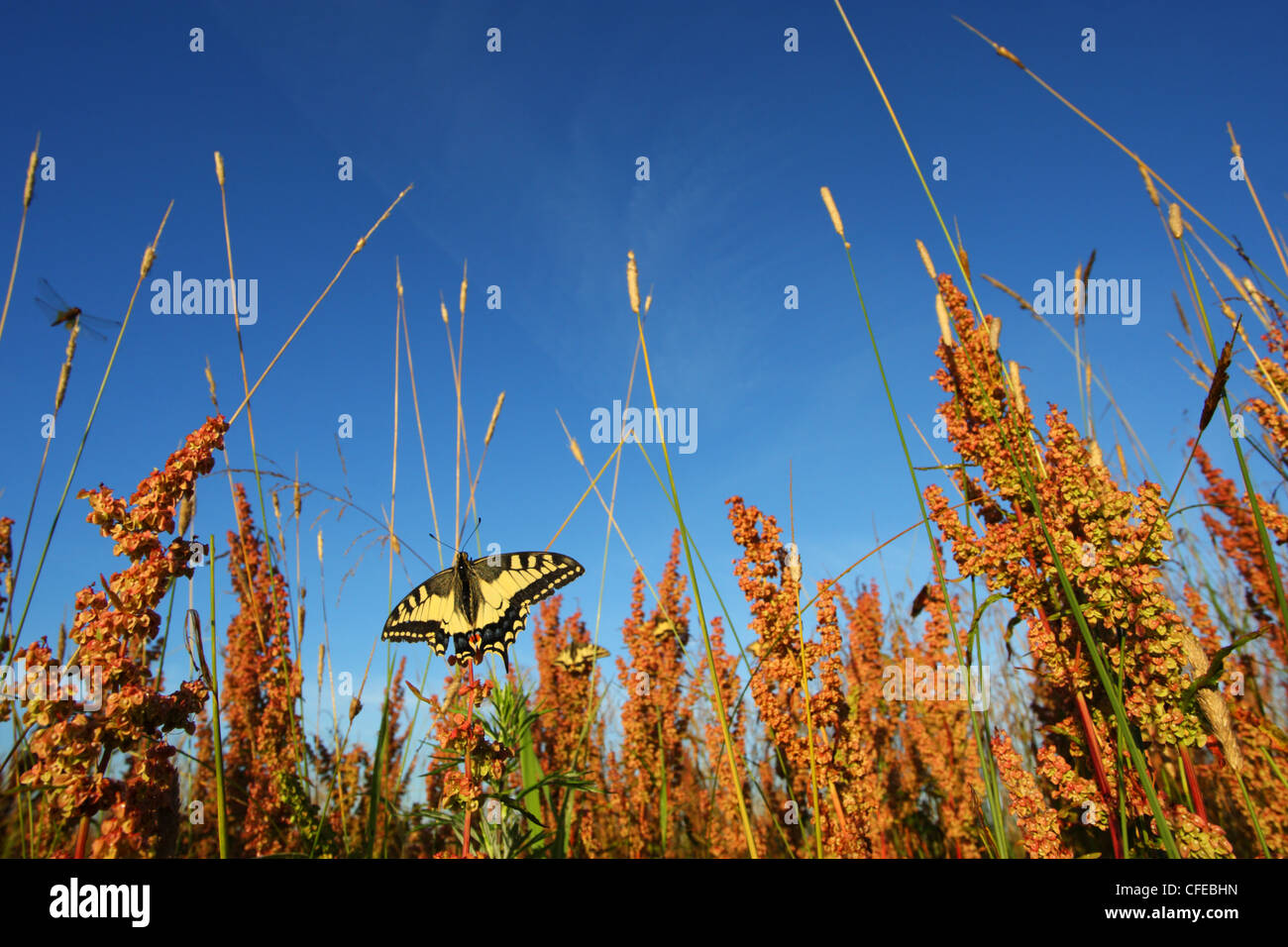 Schmetterlinge der Schwalbenschwanz (Papilio Machaon). acht von ihnen gezählt werden können. Europa Stockfoto