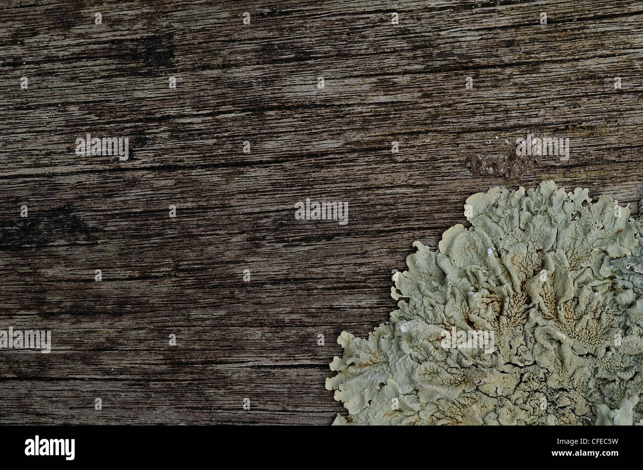 Schließen Detail verwittertes Holz mit blättrigen Flechten Thallus befestigt - eigentlich die Oberfläche einer hölzernen Picknick-Bank. Stockfoto