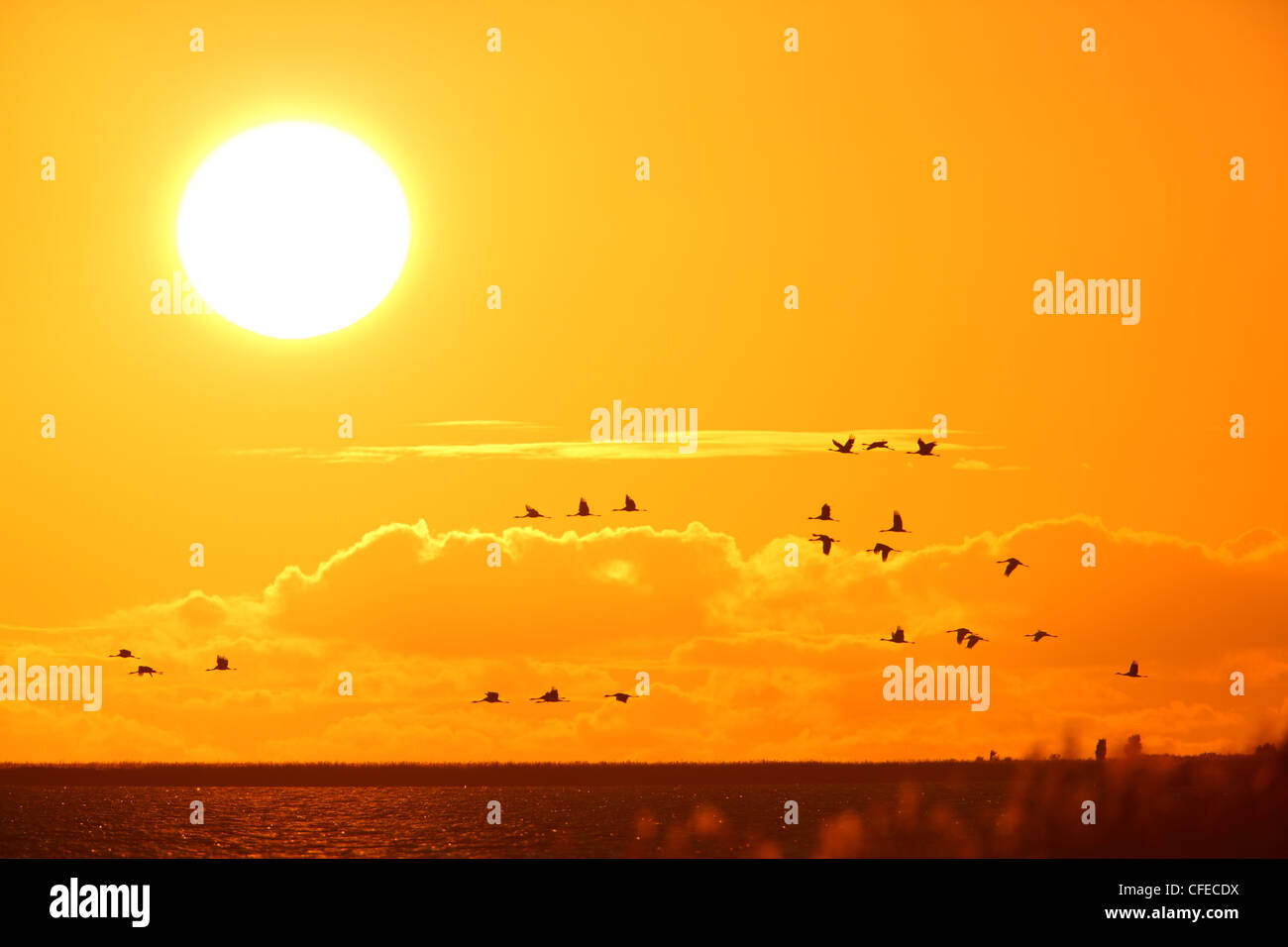 Kraniche (Grus Grus) fliegen über der Ostsee bei Sonnenuntergang. Europa Stockfoto