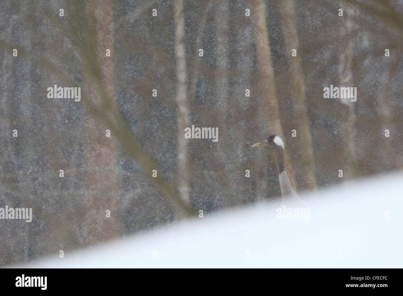 Einsame überwinternde Kraniche (Grus Grus) spähen hinter Schnee-Wand Stockfoto