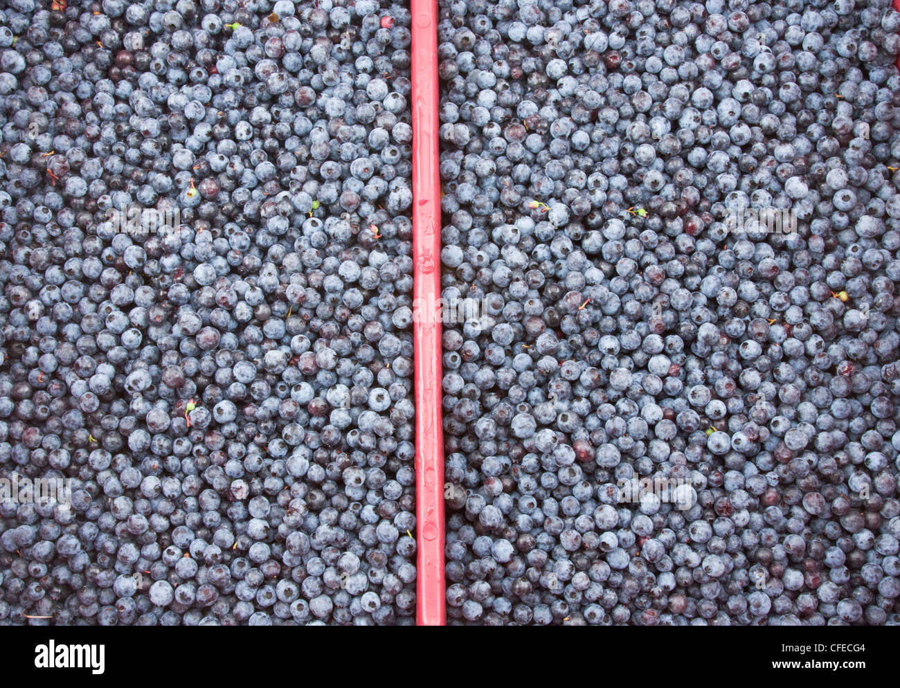 Box of Maine wilde Blaubeeren. Stockfoto