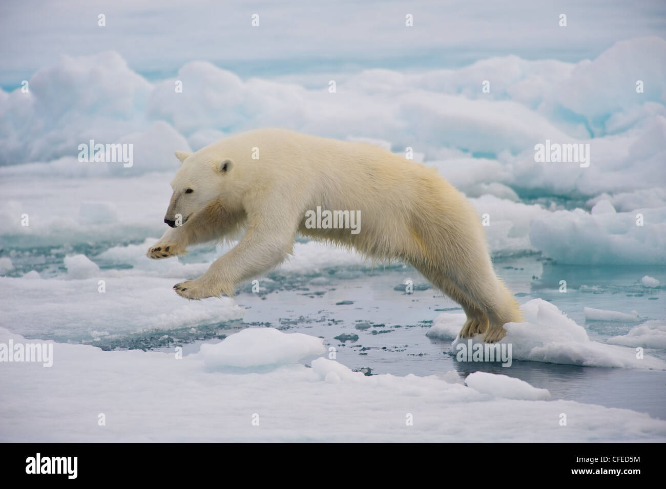 Ein Frame-Füllung-Portrait eines männlichen Eisbären (Ursus Maritimus) springen im Packeis, seine Pfoten in die Luft. Stockfoto