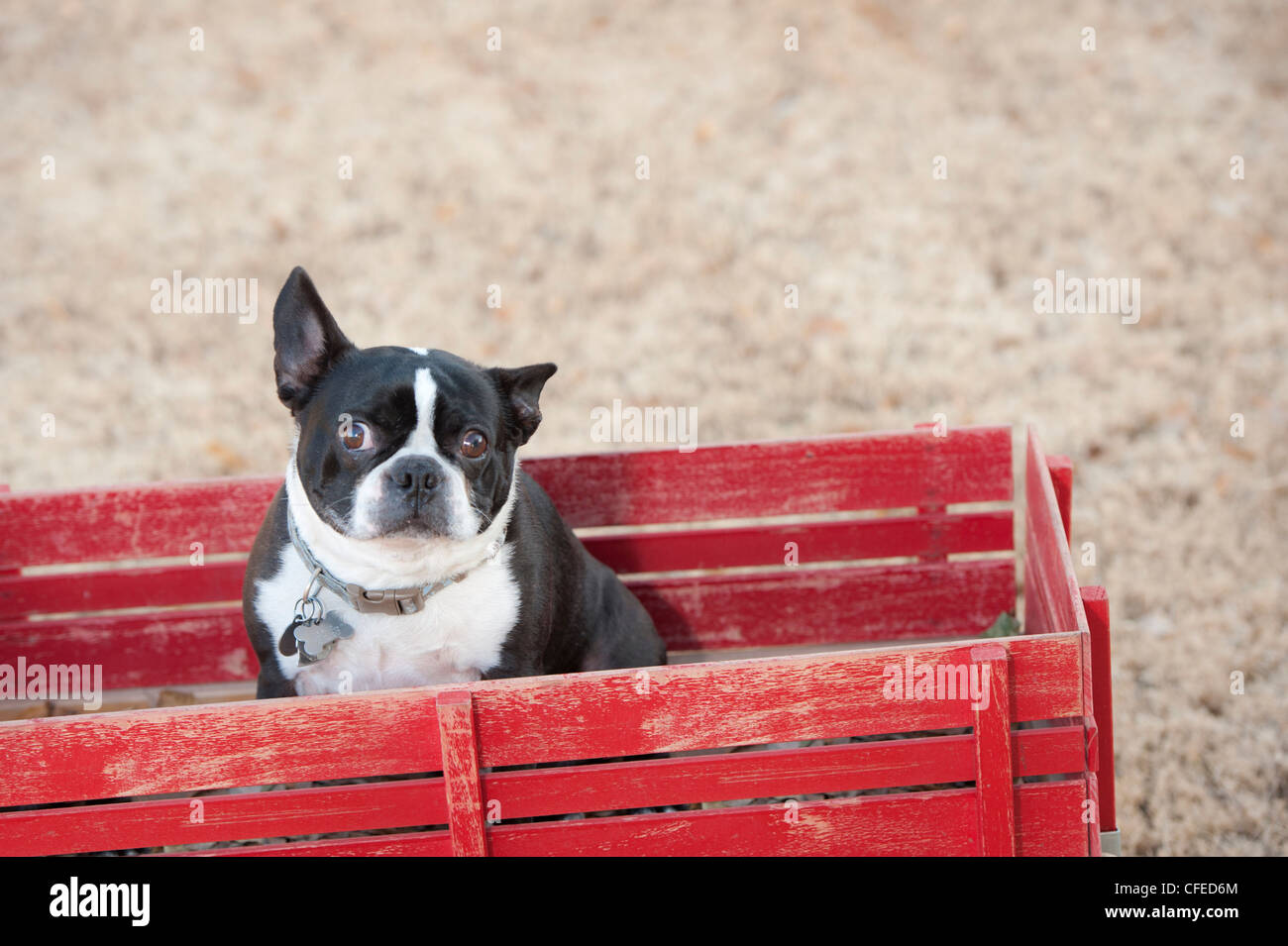 Hund in kleinen roten Wagen mit Angst Gesichtsausdruck Stockfoto