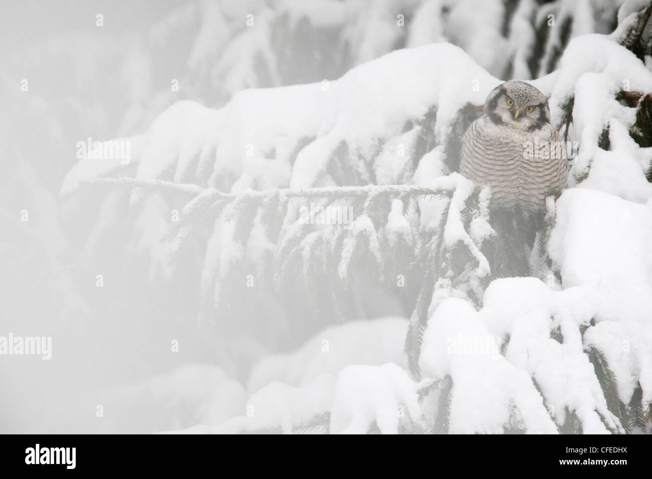 Wilden nördlichen Sperbereule thront über Schnee bedeckte Tanne. Stockfoto