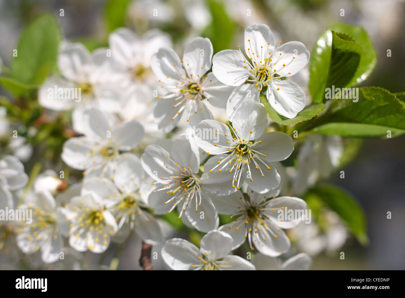 Frühling. Zweig der Kirschblüten, Nahaufnahme Stockfoto