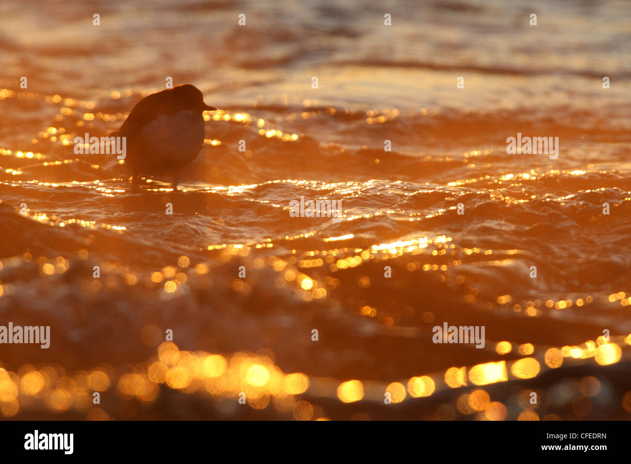 Weiße-throated Wasseramseln (Cinclus Cinclus) im Wasser mit-28 * C Stockfoto