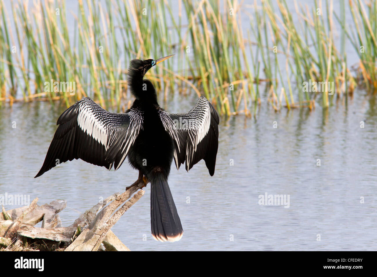 Männliche Anhinga (Anhinga Anhinga) seine Flügel trocknen ausbreitet. Stockfoto