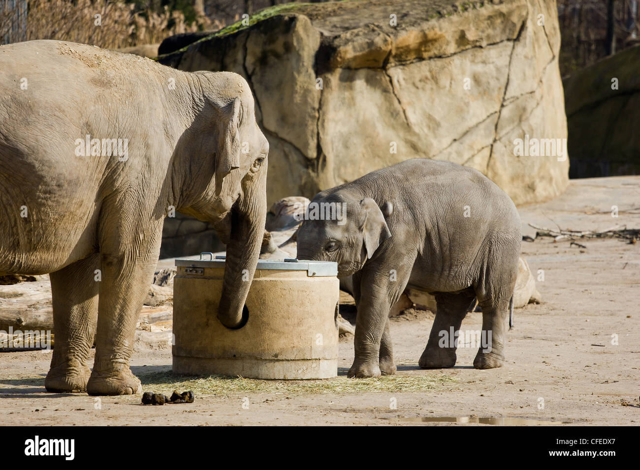 Eine Mutter Elefant mit ihr kleines baby Stockfoto
