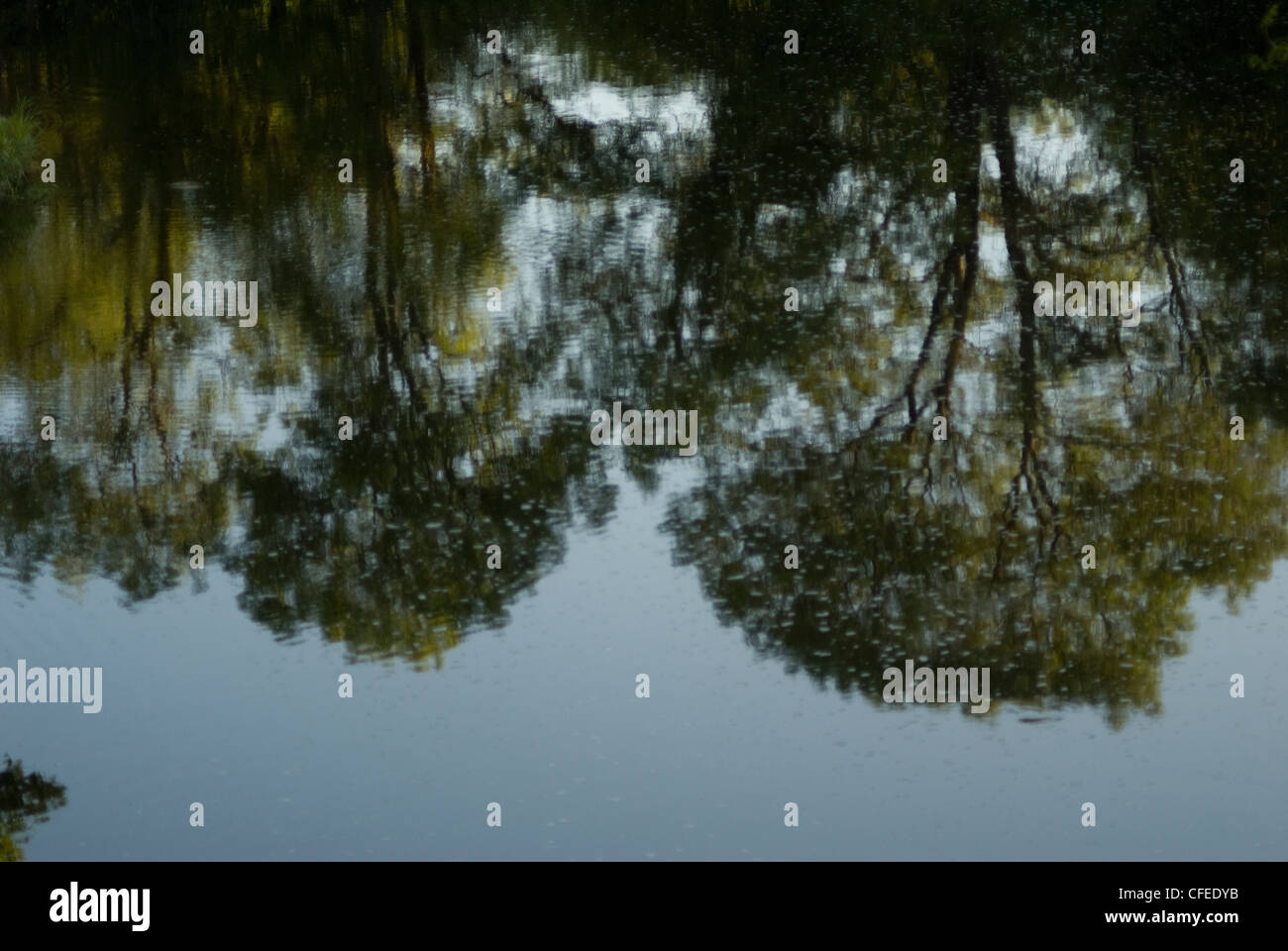 Reflexion der Bäume im Wasser Stockfoto