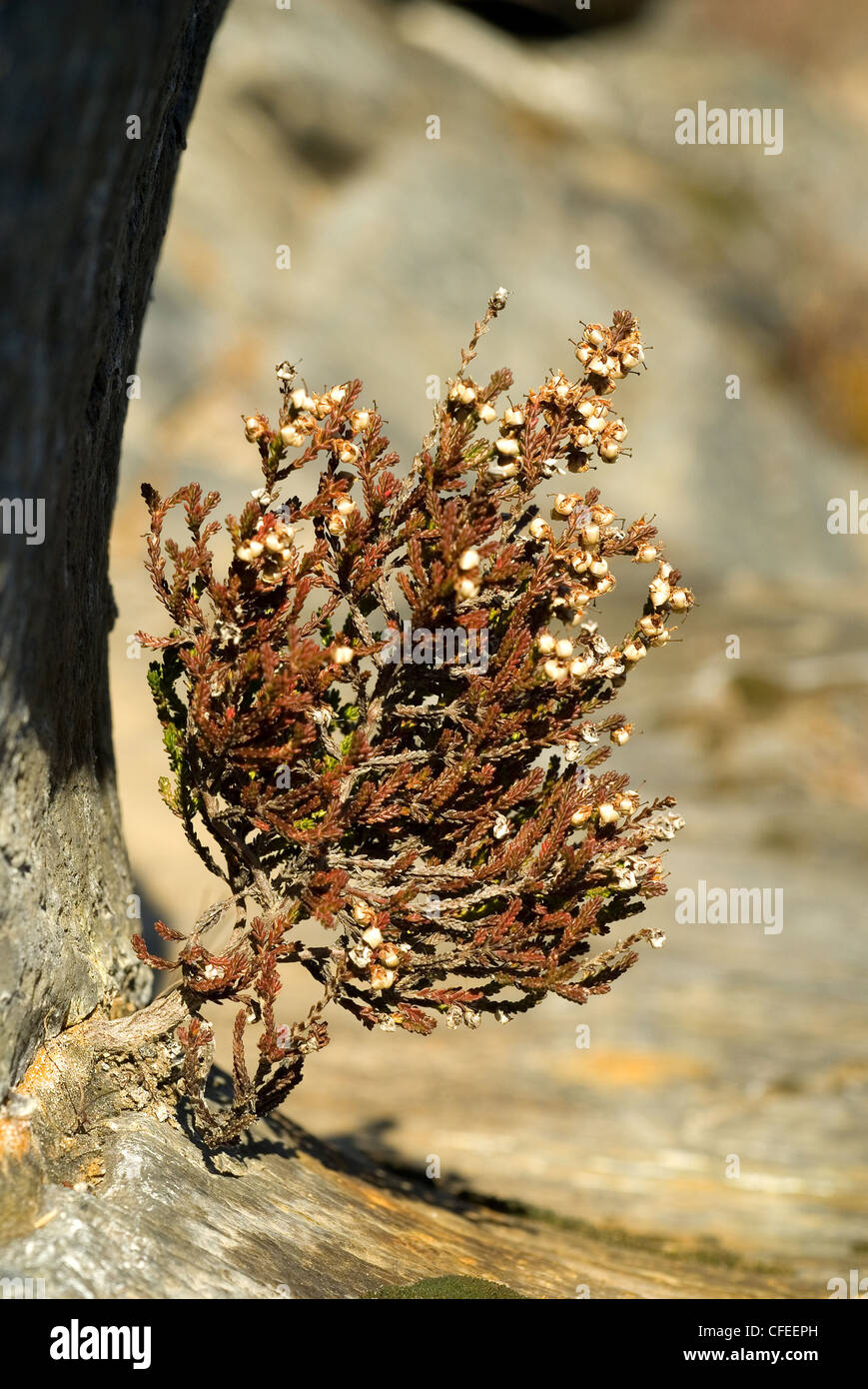 Gemeinsamen Heide (Calluna Vulgaris) in rauer Umgebung Stockfoto