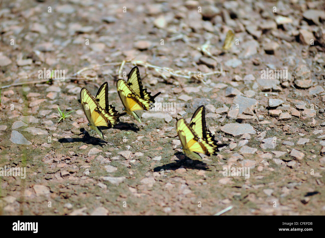 Südamerikanische gelbe Schmetterlinge. Iguazu Nationalpark, Misiones, Argentinien Stockfoto