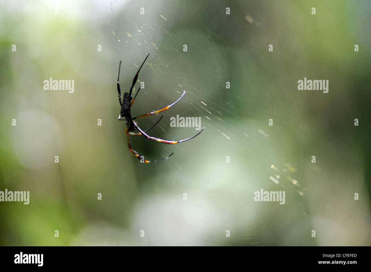 Südamerikanische Spinne auf einem Spinnennetz. Iguazu Nationalpark, Misiones, Argentinien Stockfoto