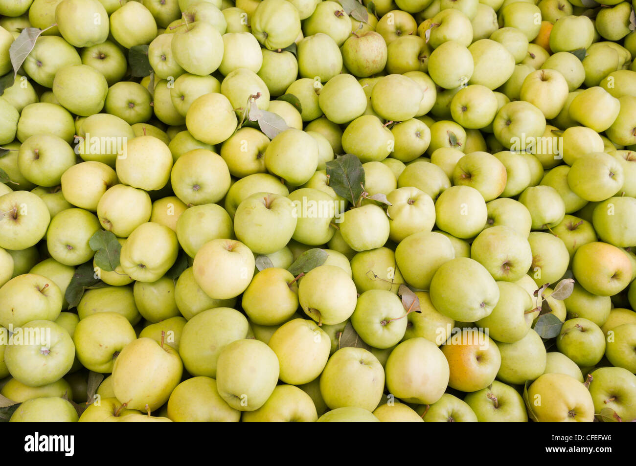 Frisch geerntete bunte goldene Äpfel auf dem Display auf dem Bauernmarkt Stockfoto