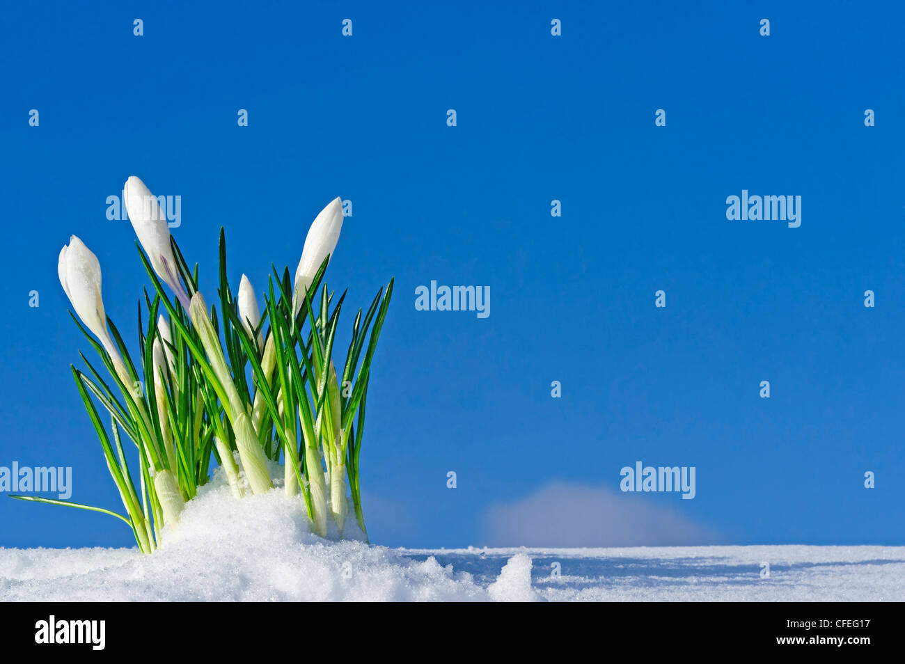 Weiße Krokusse unter schmelzender Schnee bedecken auf Hügel, Vorfrühling Stockfoto