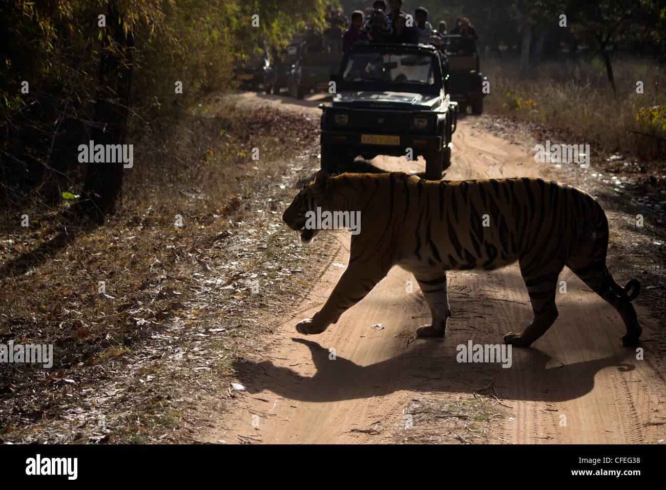 Tiger beim Überqueren der Straße Stockfoto