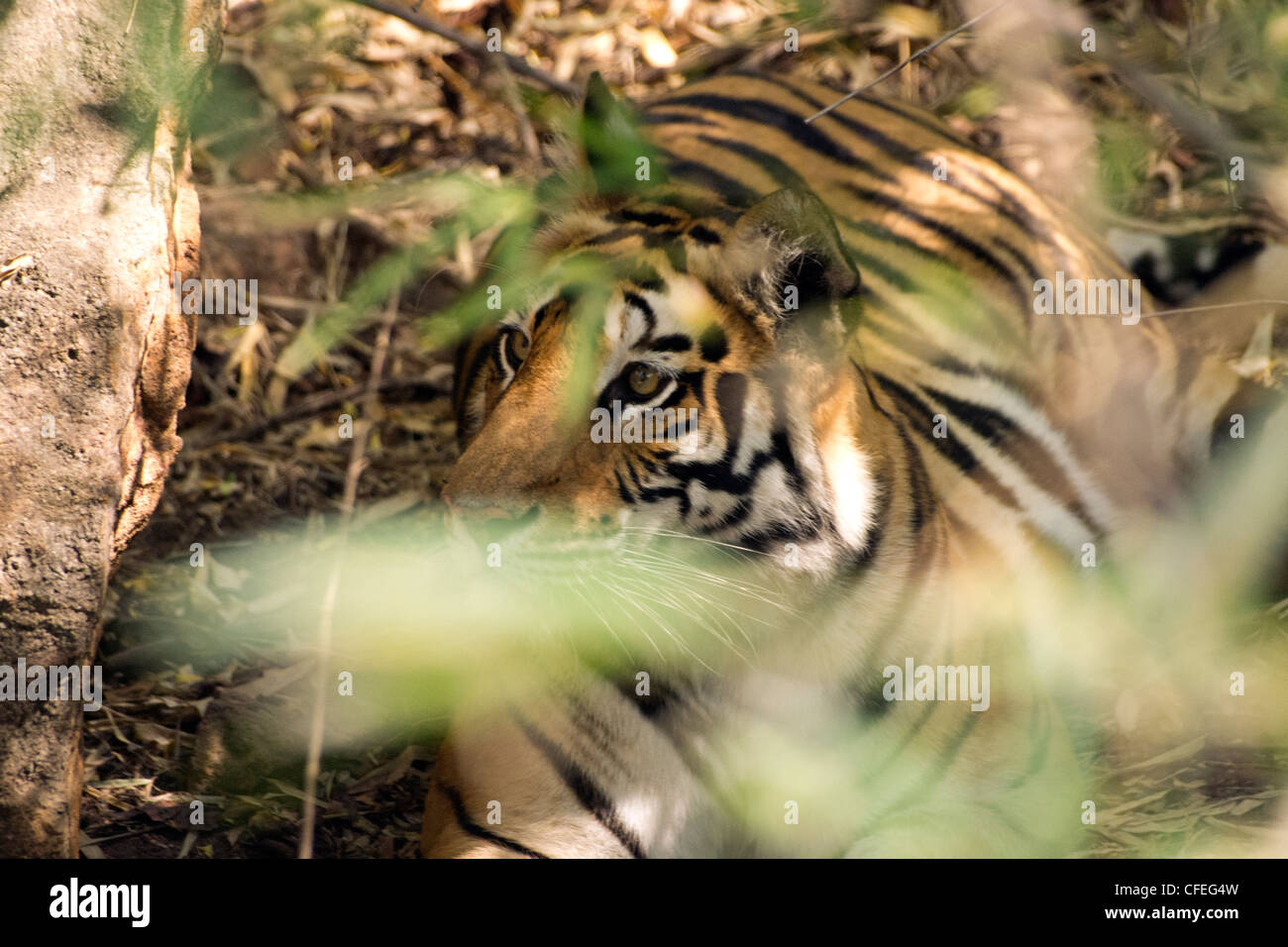 Banbehi Tigerin ruht in Bandhavgarh National Park Stockfoto