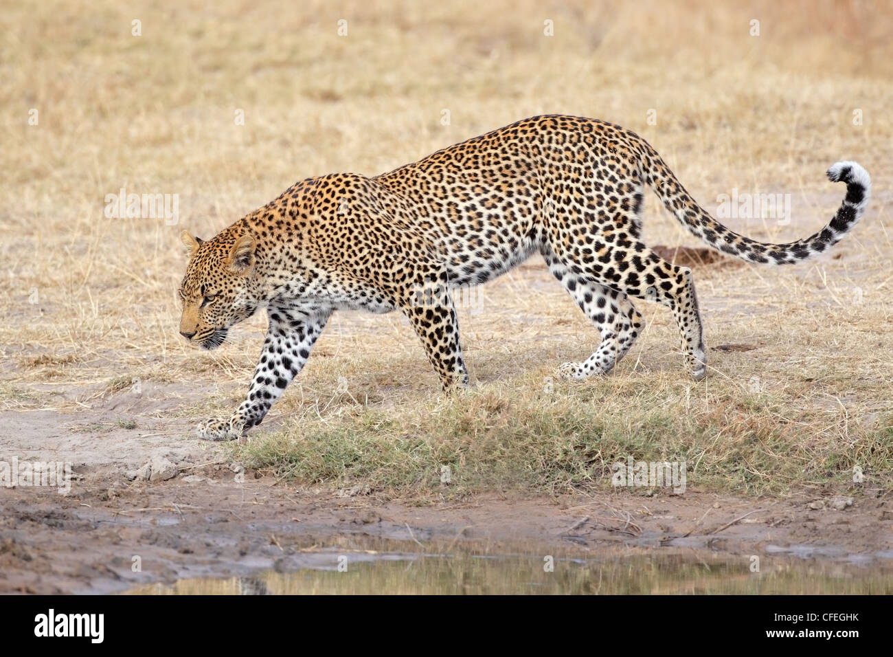 Männliche Leoparden (Panthera Pardus) Wandern, Sabie Sand Naturschutzgebiet, Südafrika Stockfoto