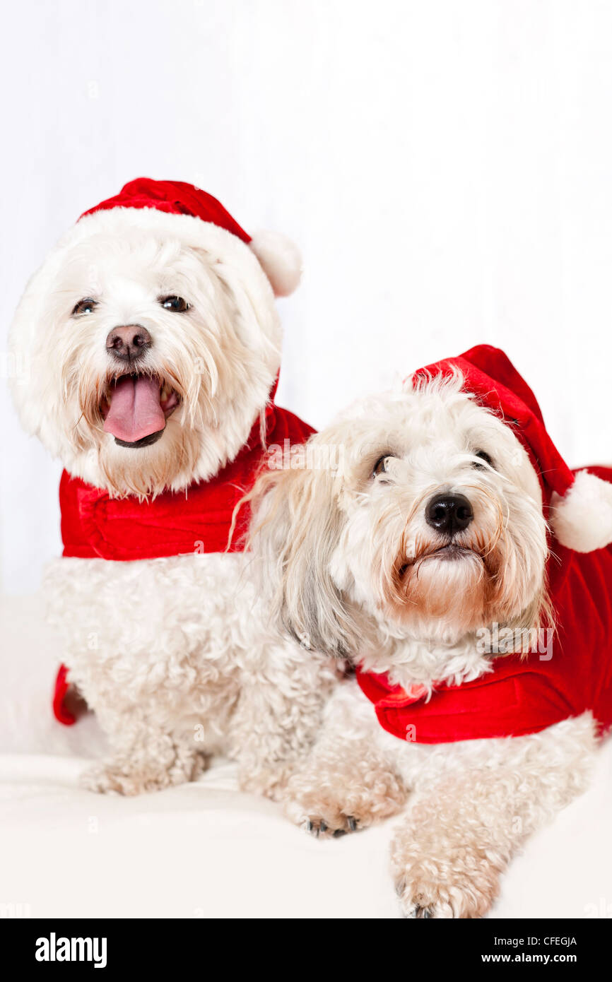 Zwei entzückende Coton de Tulear Hunde Santa Kostüme tragen Stockfoto