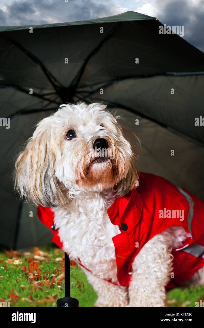 Coton de Tulear Hund in Regenmantel unter Dach schauen besorgt Stockfoto